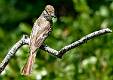 Brown-crested Flycatcher-1